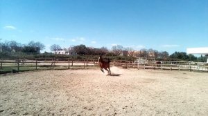 Андалузская порода лошадей