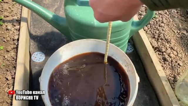 Полуниці буде завалися! Поливаю полуницю цим під час цвітіння! Велика і солодка ягода!