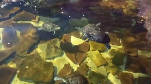 Океанариум