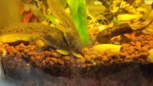 Выращиваю головастиков в лягушек в обычном аквариуме дома.