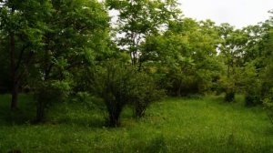 Дальний поход  Дендропарк