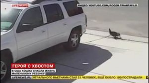 кошка спасла ребенка от собаки
