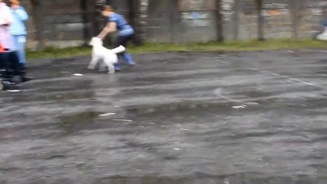 монопородная выставка 21 июля 2014 Челябинск смотреть онлайн