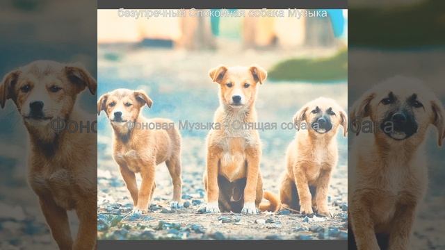 Видения (Спящая собака) смотреть онлайн