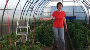 Обзор теплиц на 22 мая 2023 года. Показываем устройство теплиц. Высаживаем и формируем томаты-гномы.