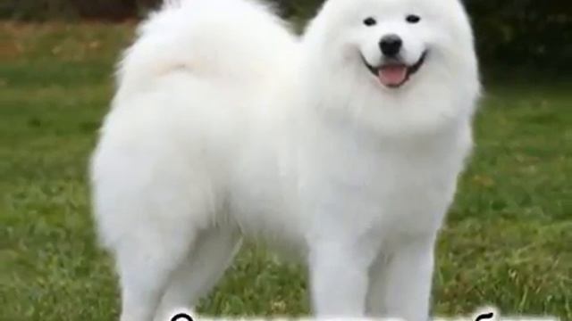 Самые красивые породы собак в мире ТОП 25