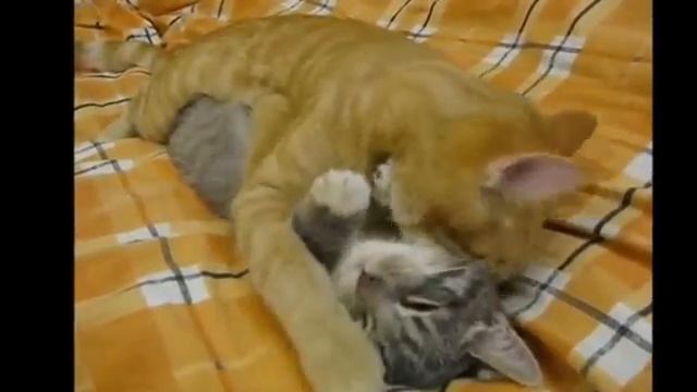 смешные моменты  часть 1 😁😁😁🐱🐱🐶🐶