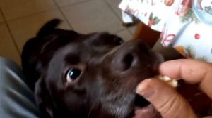 Как отучить собаку просить со стола/How to stop a dog from asking from the table