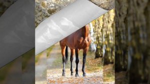 лошади !!!!!!!!!💝💝💝💝💗💗💗💗Канал ПеРсИкИ !!!!