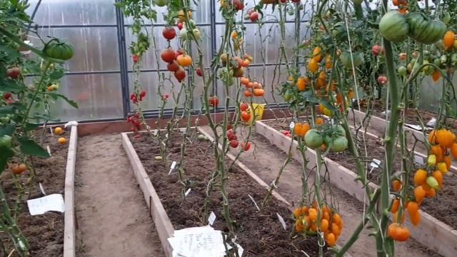 Обзор томатов в теплице 18 сентября 2022 года. Сорта-лианы. Минусинцы, перцевидные и многое другое. смотреть онлайн
