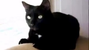 кот и вонючий сыр