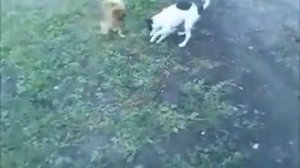 Собаки играют -Dogs play