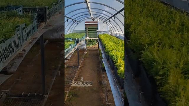 Хранили до последнего