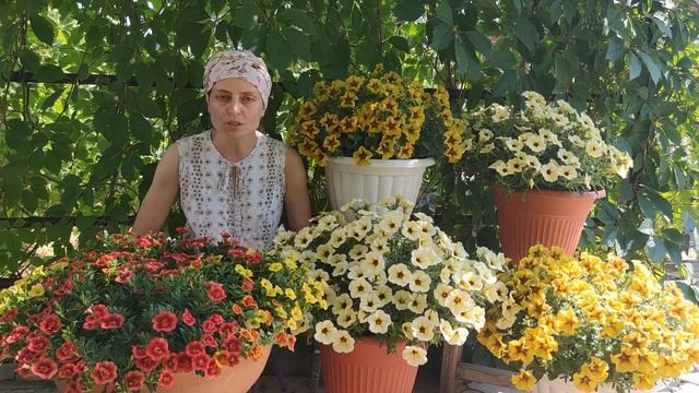 У ПЕТУНИИ сохнут листья. Ищем причины. Борьба с вредителями и болезнями