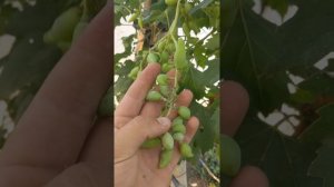 Эффективность биопрепаратов, Йодоцид,  обработка винограда , биопрепараты на виноградниках.