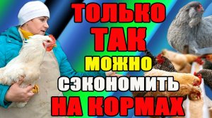 ТОЛЬКО ТАК, можно сэкономить на кормах.