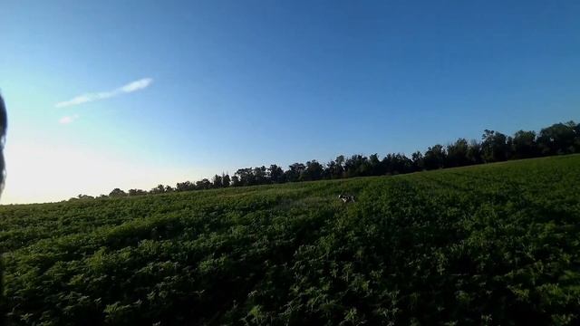 Эпаньоль Бретон Боня работа по перепелу смотреть онлайн