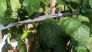 Как быстрее вырастить плодовое дерево. Сад Тоторова.