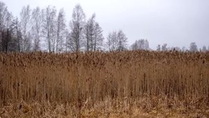 Наставления старца Гавриила Ургебадзе.