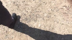 Выставка голубей в Кемерово ( под г. Топки)