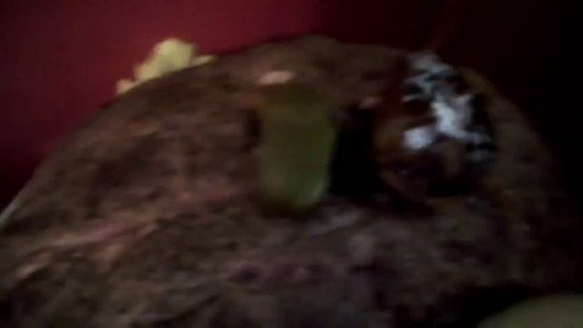 Crock Pot Roast Beef Recipe