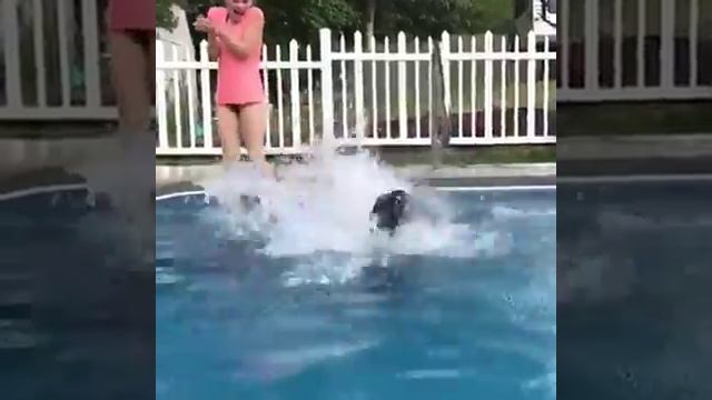 Собаки тоже любят плавать. смотреть онлайн