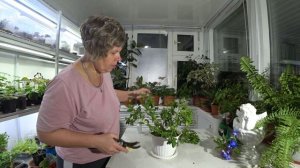 Обрезка азалии после цветения