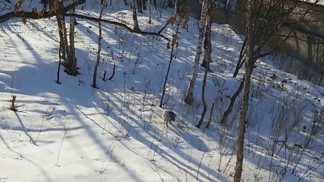 ФОКС смотреть онлайн