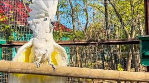 Пока Кирочка угощалась ягодами, Кеша устроил концерт, а Жора хозяйничает в вольере!