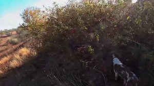 Эпаньоль Бретон Нора добор  подранка