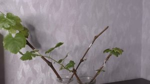 Почему гибнут молодые саженцы/ укорененнные черенки винограда