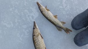 Рыбалка на жерлицы в Ростовской области