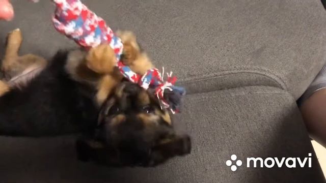 Наконец-то Майла освоилась у нас!🐶 #собака #чихуахуа #домашнийпитомец