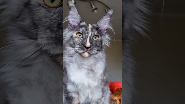 кошка мейн кун из питомника Страна Гулливеров, gulliver-coon.ru смотреть онлайн