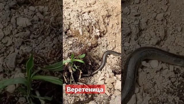 Веретеница на нашей даче