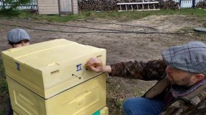 нумерация ульев