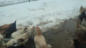 У меня 50 кур 🐔 несут 55 яиц🥚 Ответ на комментарий 💬 🤔 Кошечка Лапа не даст соврать ☝