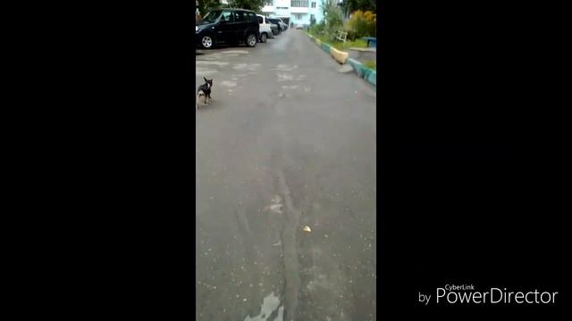 Влог иду после школы и гуляю с собакой смотреть онлайн