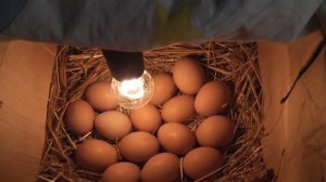 Инкубирование яиц в картонной коробке  День второй