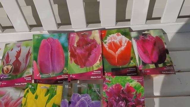 Готовимся к посадке тюльпанов. Где купила красоту? Приглашаю на выставку
