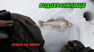Зимняя ловля судака на вибы. Новый рекорд.