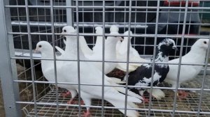 Птичий рынок г Пятигорск-ч2 Голуби и цены