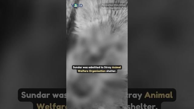 Stray dog with deep maggot wound saved by VOSD+SAW team. смотреть онлайн