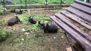 Коты в вольере у кроликов. Содержание и размножение кроликов. Веселые кролики. Дачная Жизнь ТВ.