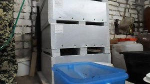 Коконы червя Dendrobena Veneta ( ЗАСЕЛЕНИЕ ) часть 1