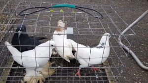 03.02.19. Птичий рынок г Пятигорск ч2.Bird Market in Pyatigorsk P2.