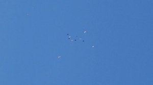 19.06.19. Сапсан забрал черного голуба. Peregrine Falcon took black pigeon