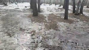 В лесу сошёл снег..Snow melted in the forest