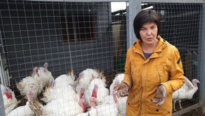 Какая утка самая выгодная? Сравниваем породы. Рассказ о выращивании утки в личном хозяйстве.