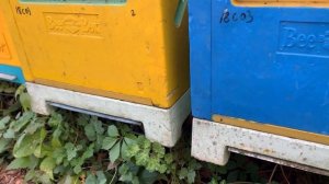 Результат контрольной обработки флувалинатом